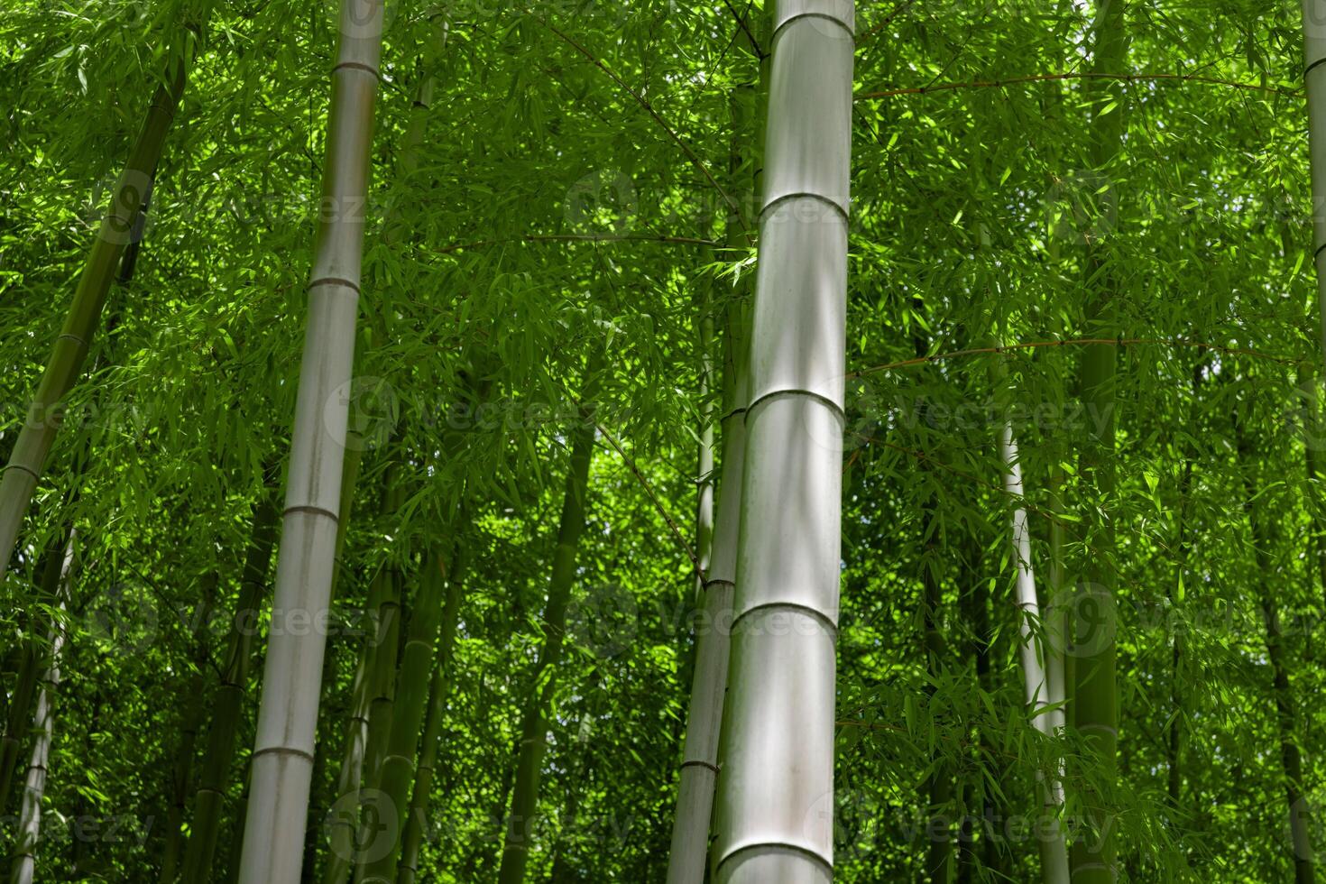 Green bamboo leaves in Japanese forest in spring sunny day photo