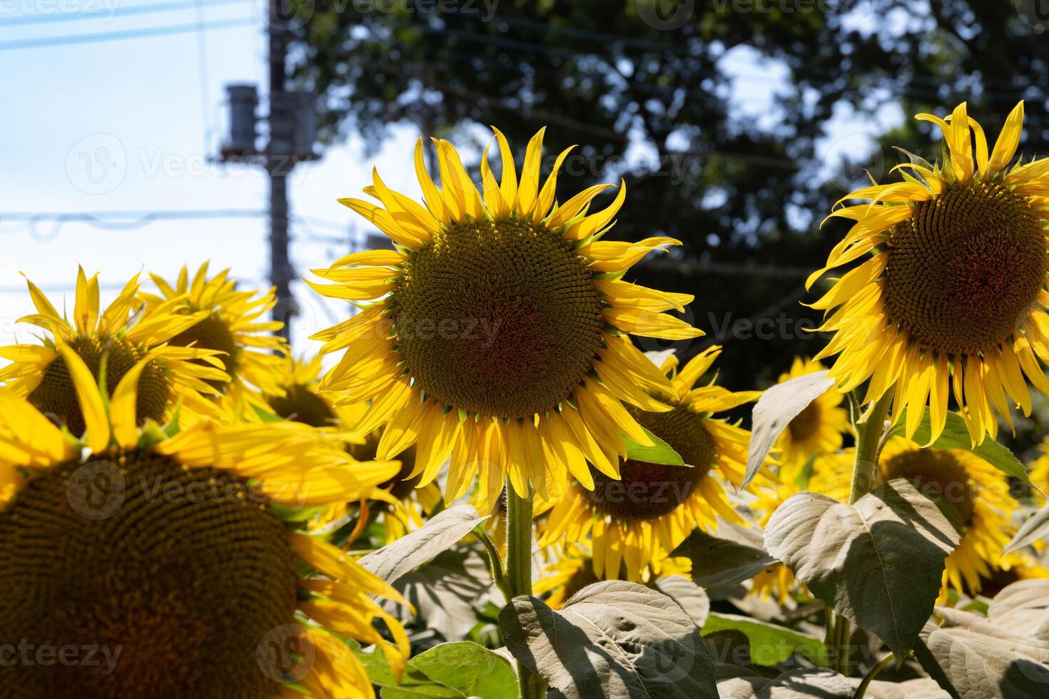 Sunflowers at the farm sunny day close up photo