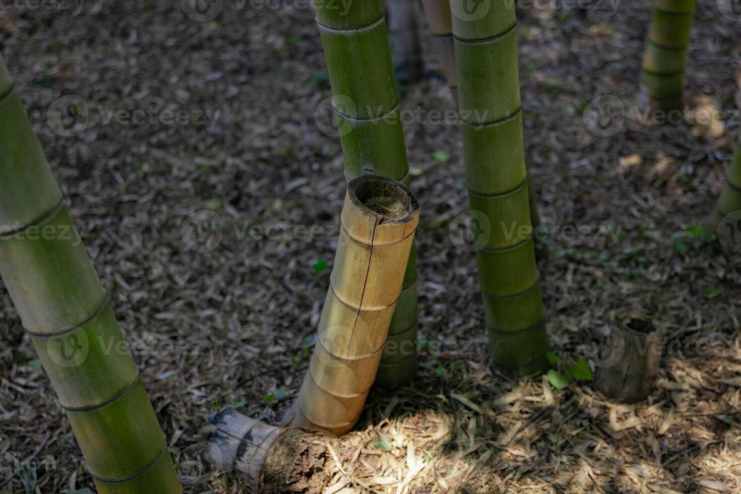 A green bamboo forest in spring sunny day close shot looking down photo
