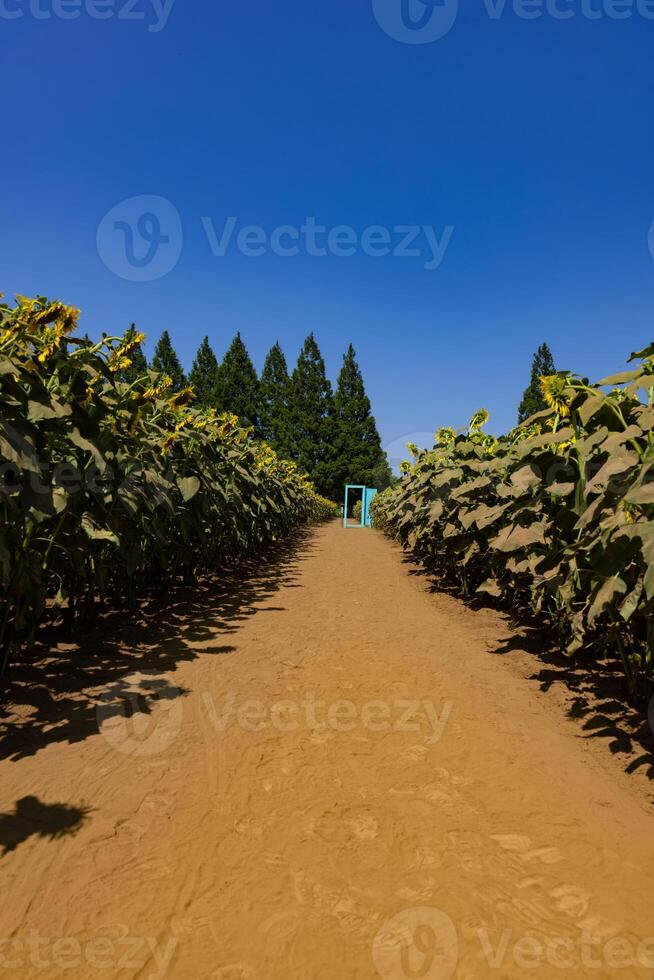 girasoles y ligero azul puerta a el granja soleado día foto