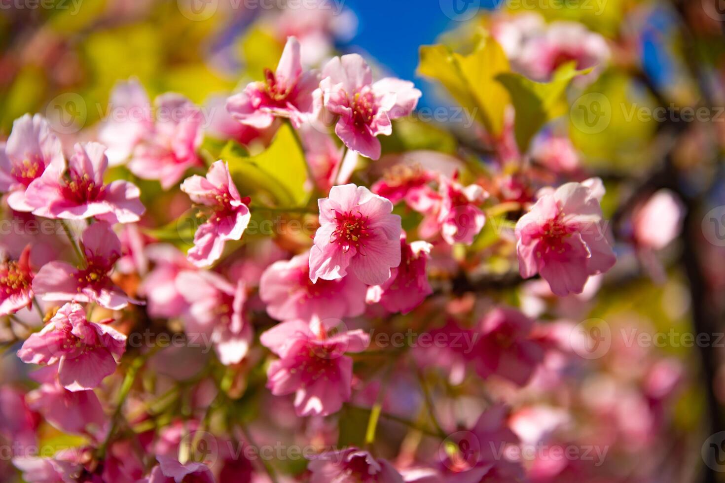 Kawazu cherry blossoms in spring season close up photo