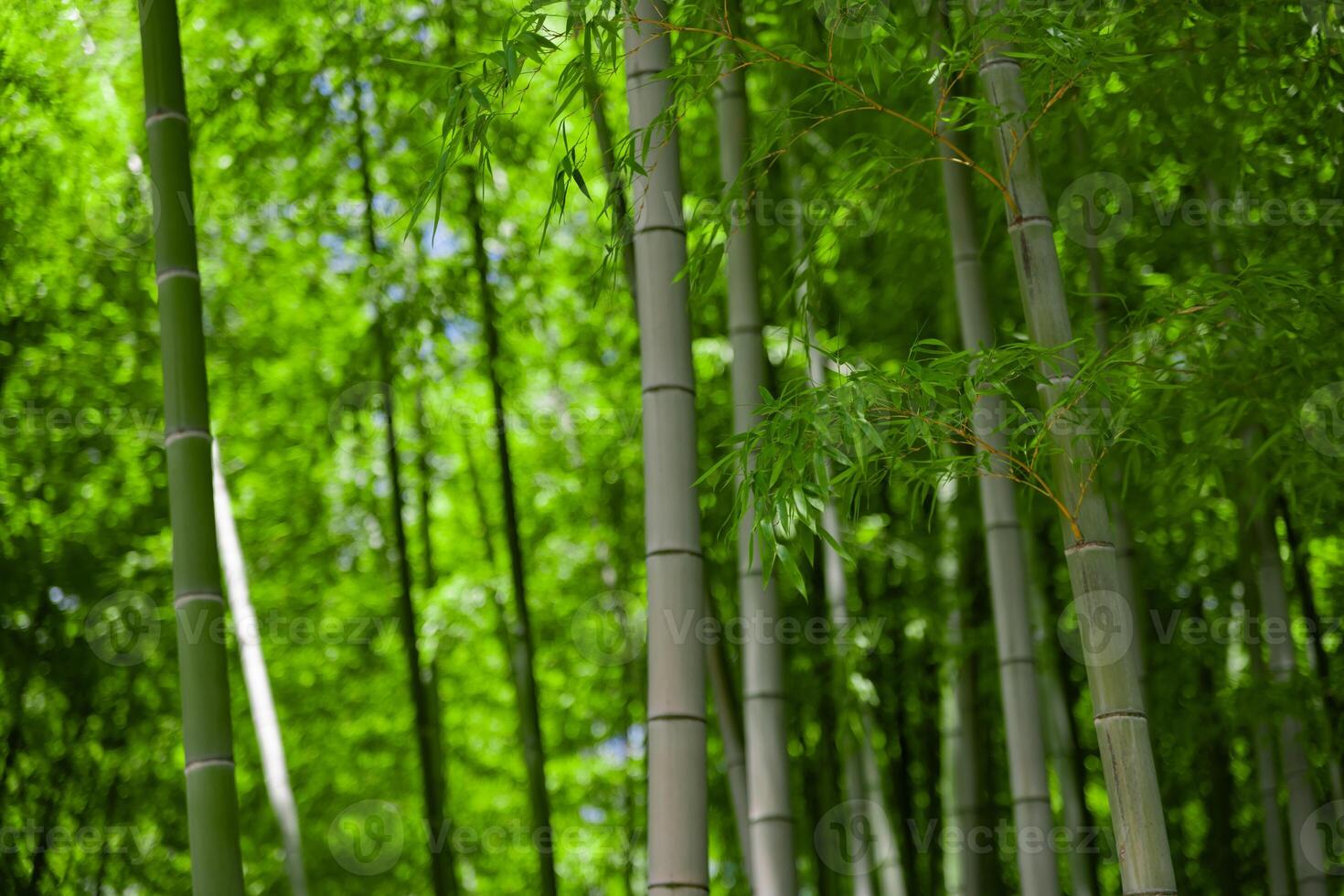 Green bamboo leaves in Japanese forest in spring sunny day photo
