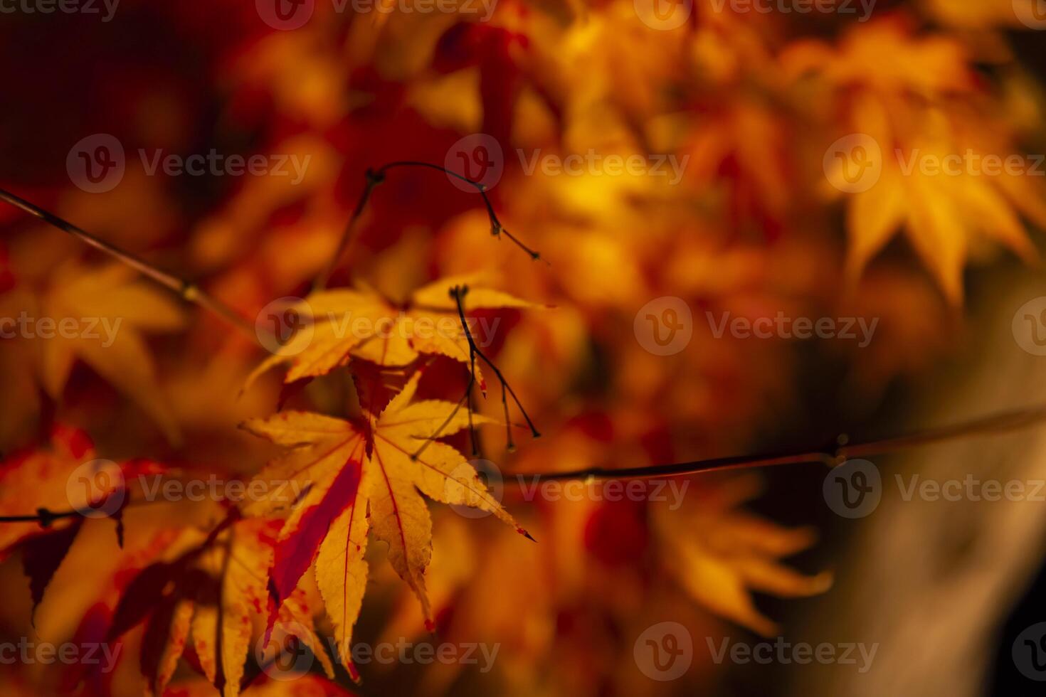 An illuminated red leaves at the traditional garden at night in autumn close up photo
