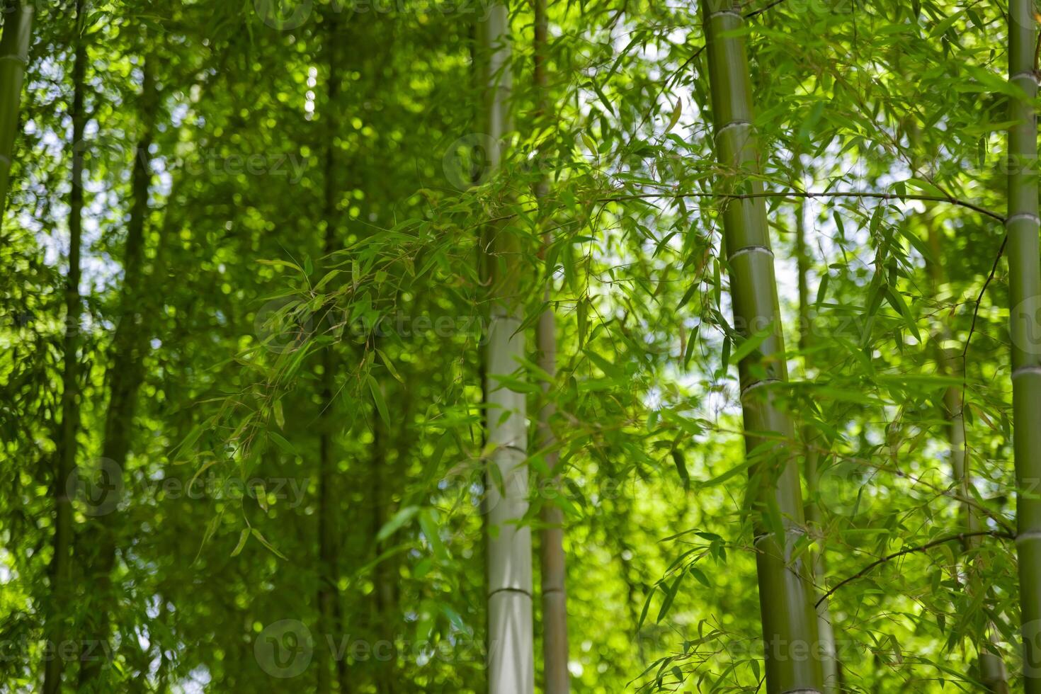 Green bamboo leaves in Japanese forest in spring sunny day photo