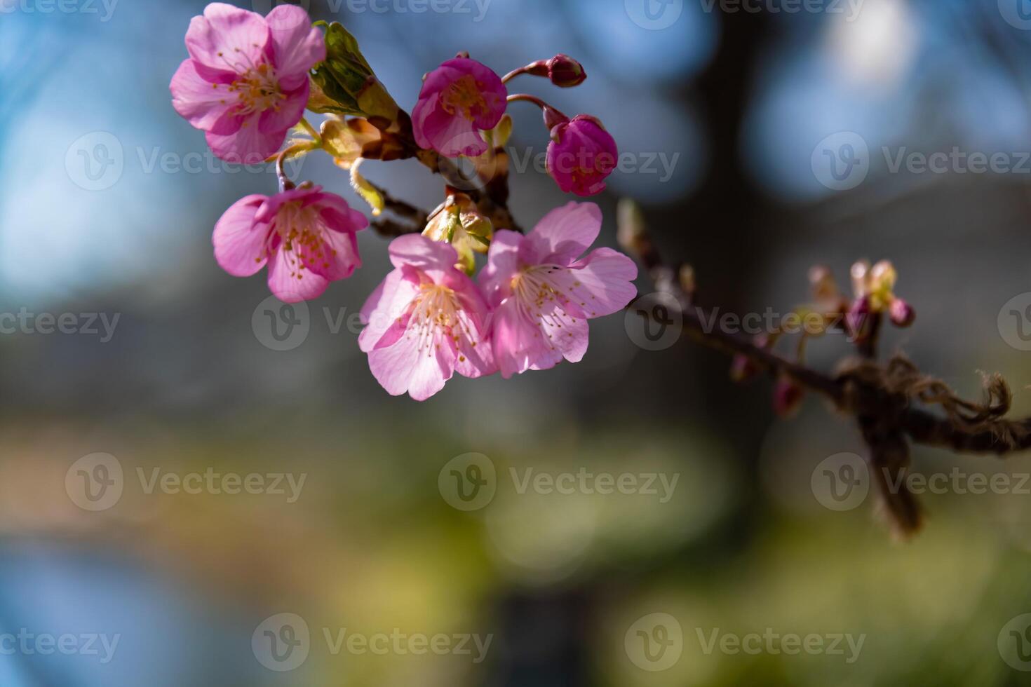 Kawazu cherry blossoms behind blue sky sunny day close up photo