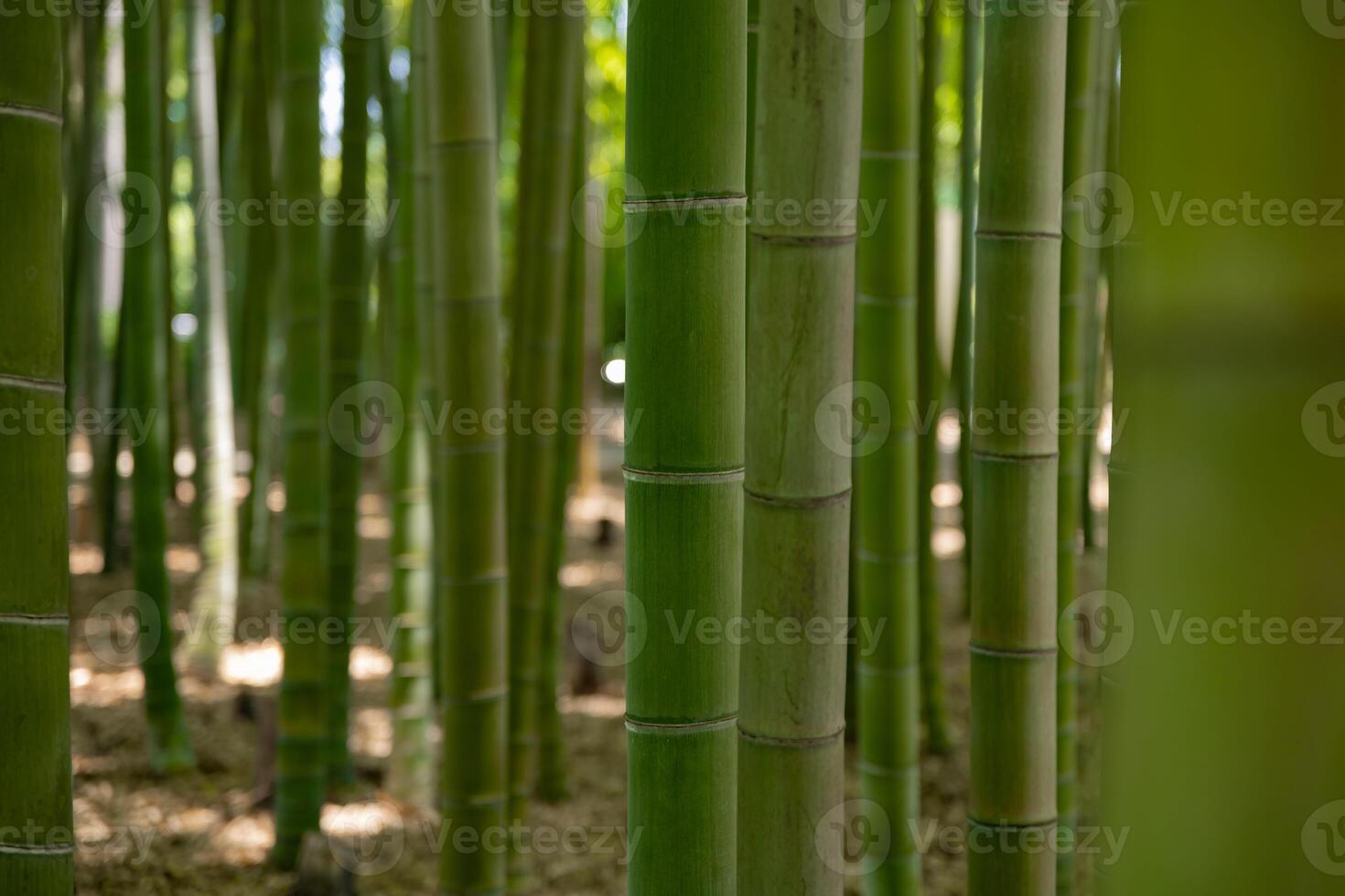 un verde bambú bosque en primavera soleado día cerca Disparo foto