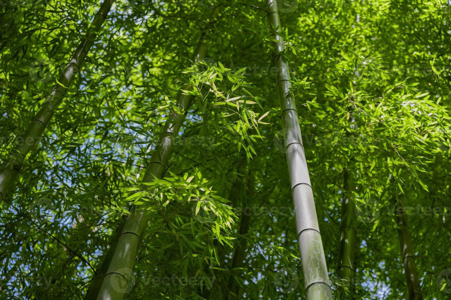Green bamboo leaves in Japanese forest in spring sunny day photo