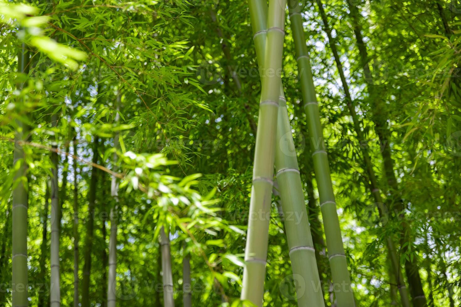 Green bamboo leaves in Japanese forest in spring sunny day photo