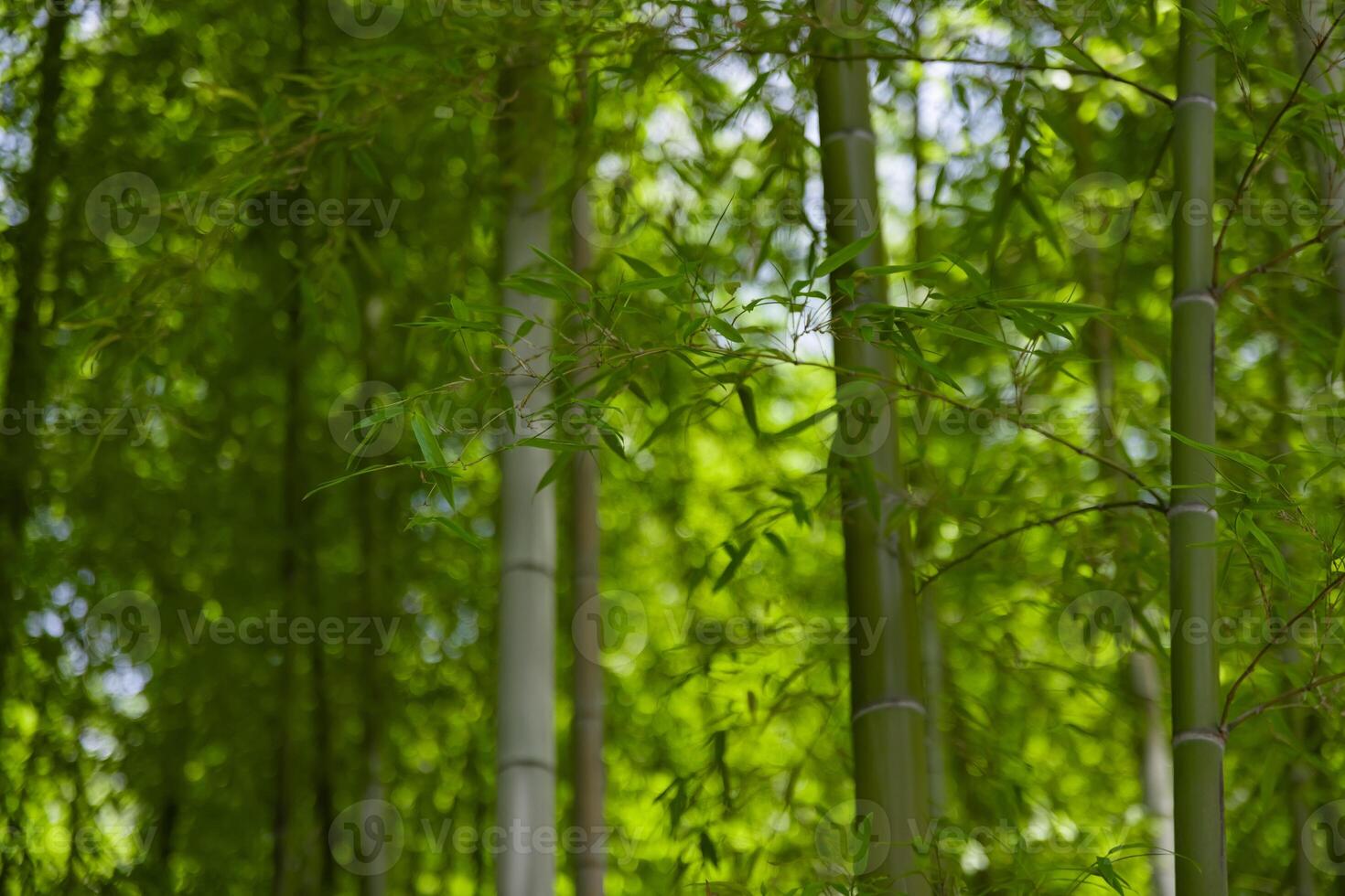 Green bamboo leaves in Japanese forest in spring sunny day photo