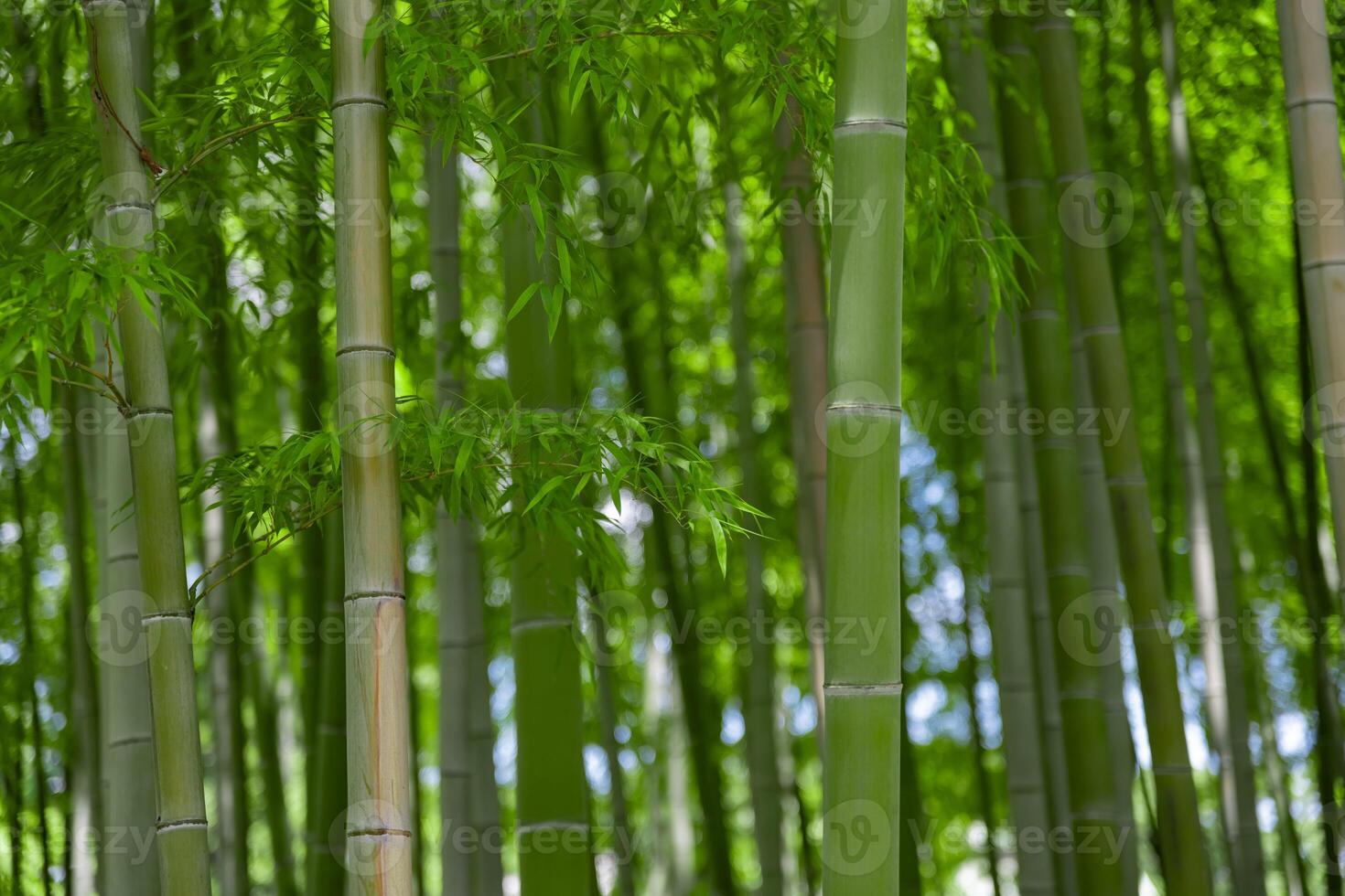 Green bamboo leaves in Japanese forest in spring sunny day photo