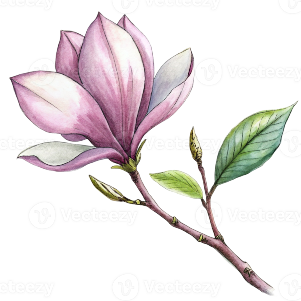AI generated A pink magnolia flower is the central focus, with its petals gently overlapped and the interior gradient softly blending from white to a deeper pink png