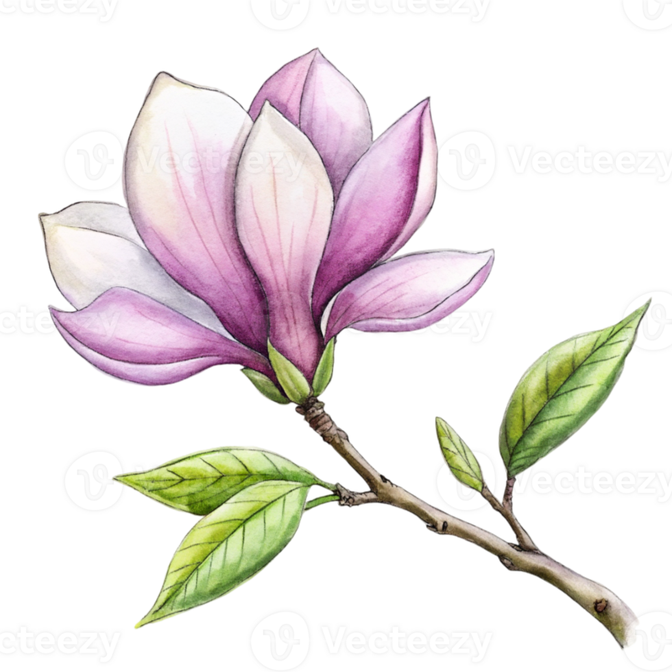 AI generated A pink magnolia flower is the central focus, with its petals gently overlapped and the interior gradient softly blending from white to a deeper pink png