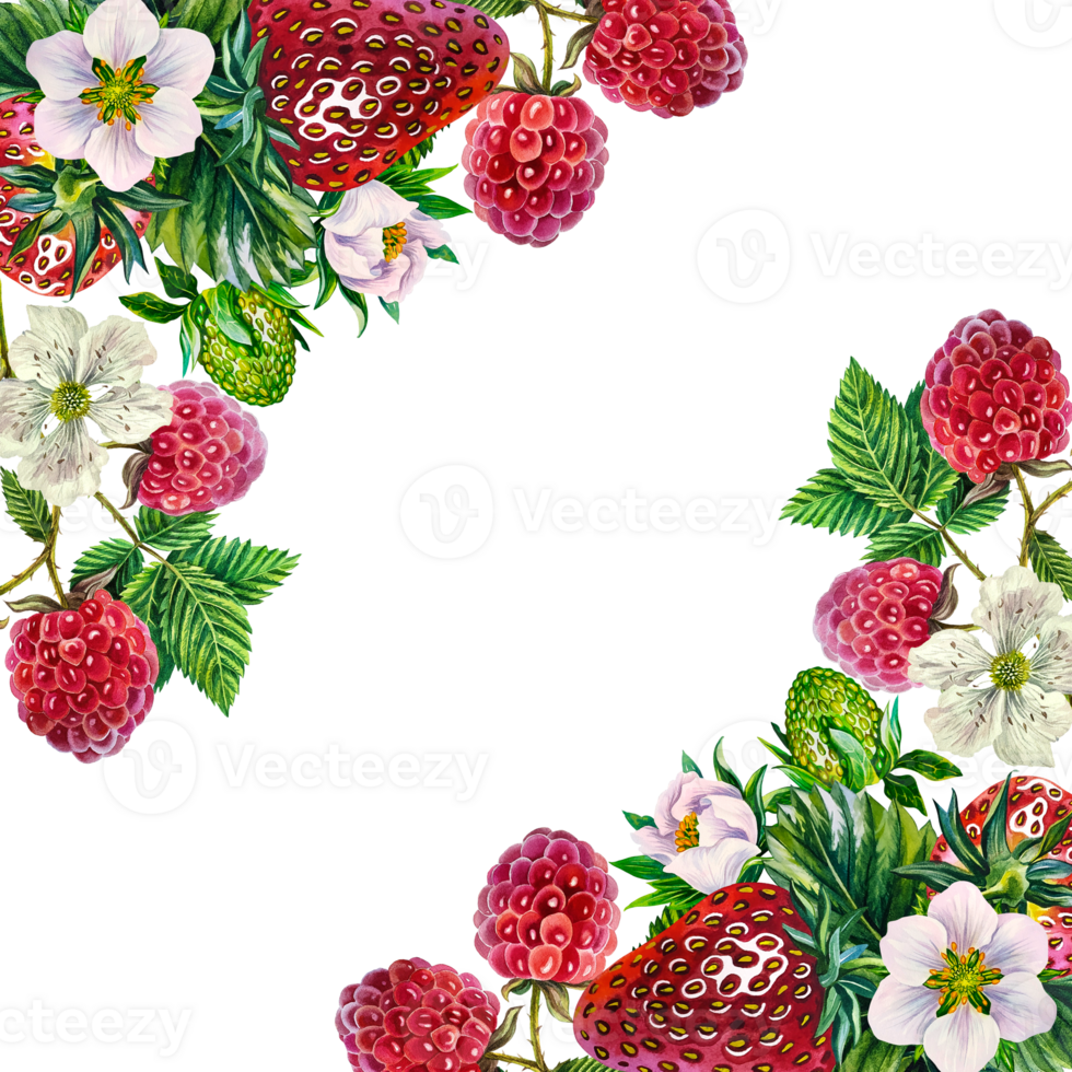 Berries. Frame with strawberries and raspberries. Hand-drawn watercolor illustration. For packaging, labels and textiles. For banners, prints, stickers, as well as seasonal postcards, flyers and menu png