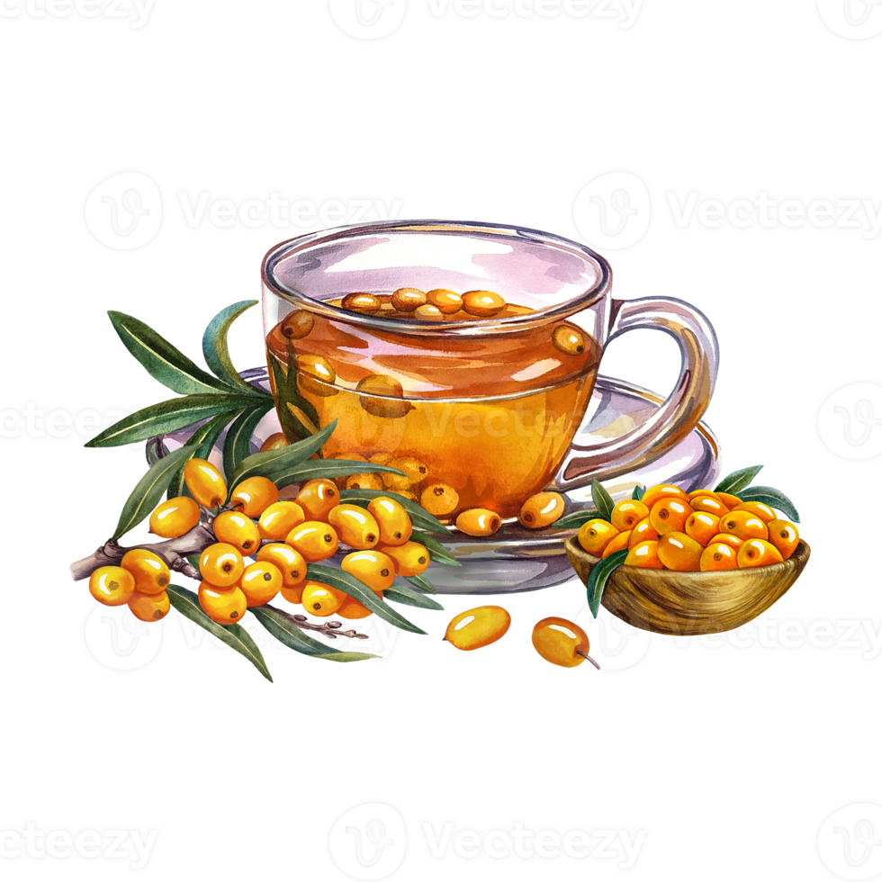 Sea buckthorn tea. Glass cup with vitamin tea. Handmade watercolor illustration. For invitations, banners, flyers, packaging and menus. For pharmaceuticals, posters. png