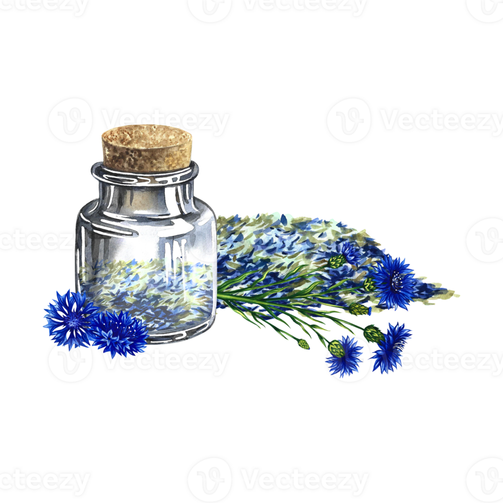 Dried, crushed medicinal herb cornflower. A bottle with dried cornflowers. Watercolor illustration, hand-drawn. Healthy tea and medicinal herbs. For packaging layout, label, menu and banner. png