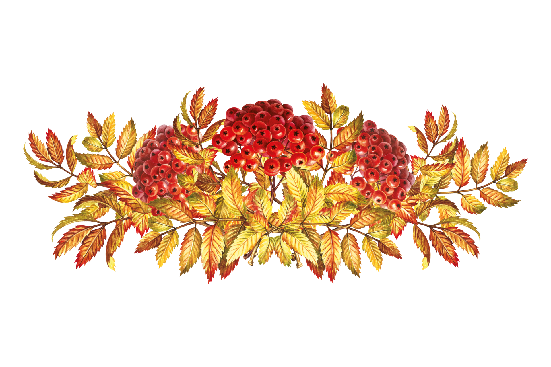 autumn-mountain-ash-a-composite-bouquet-the-watercolor-is-hand-drawn-artistic-color-colorized-illustration-isolate-for-labels-packages-for-printed-products-for-stickers-posters-and-banners-png.png