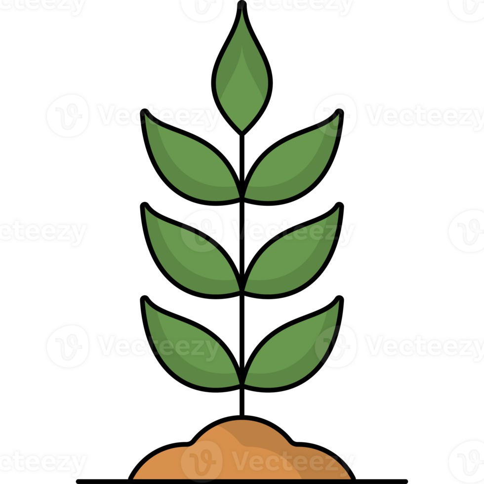 Seeds Plant Illustration Isolated PNG