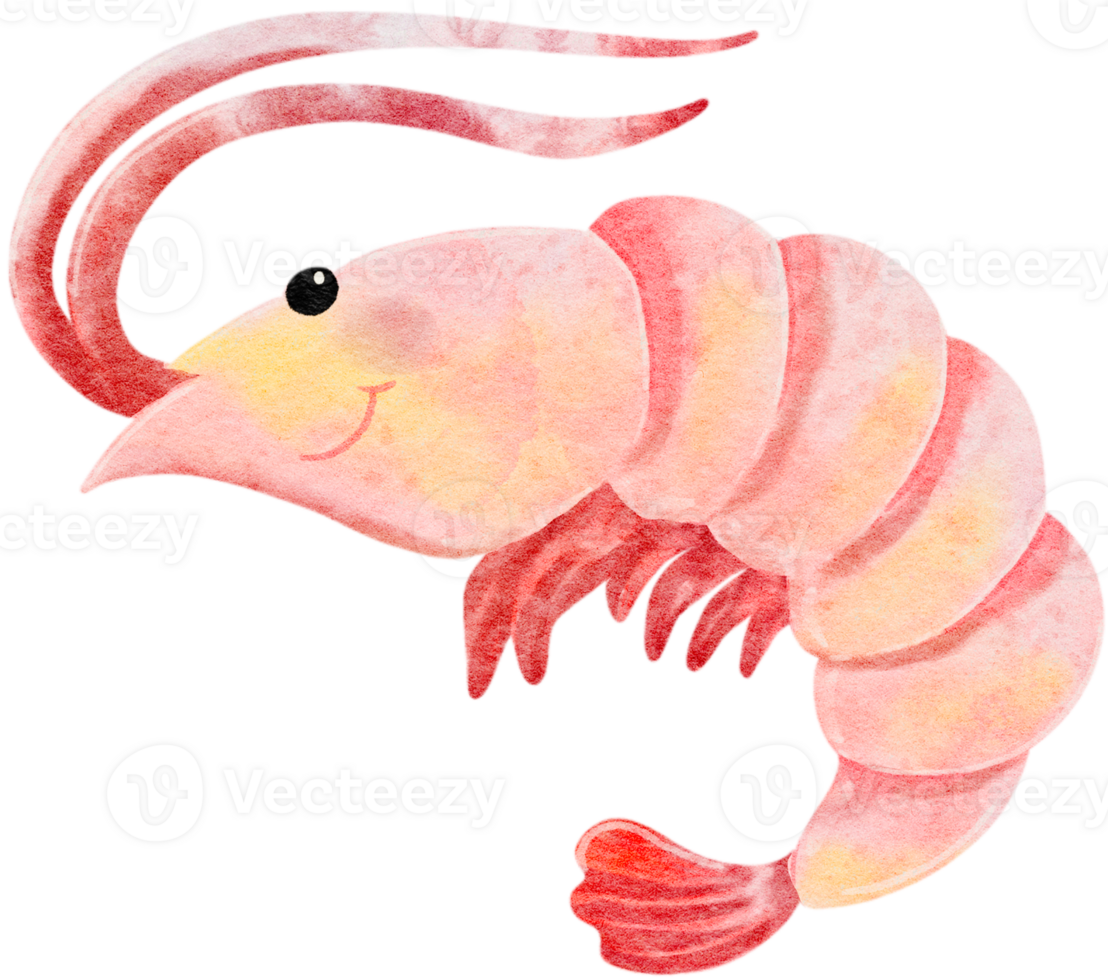 Watercolor hand drawn illustration of shrimp in pink color png