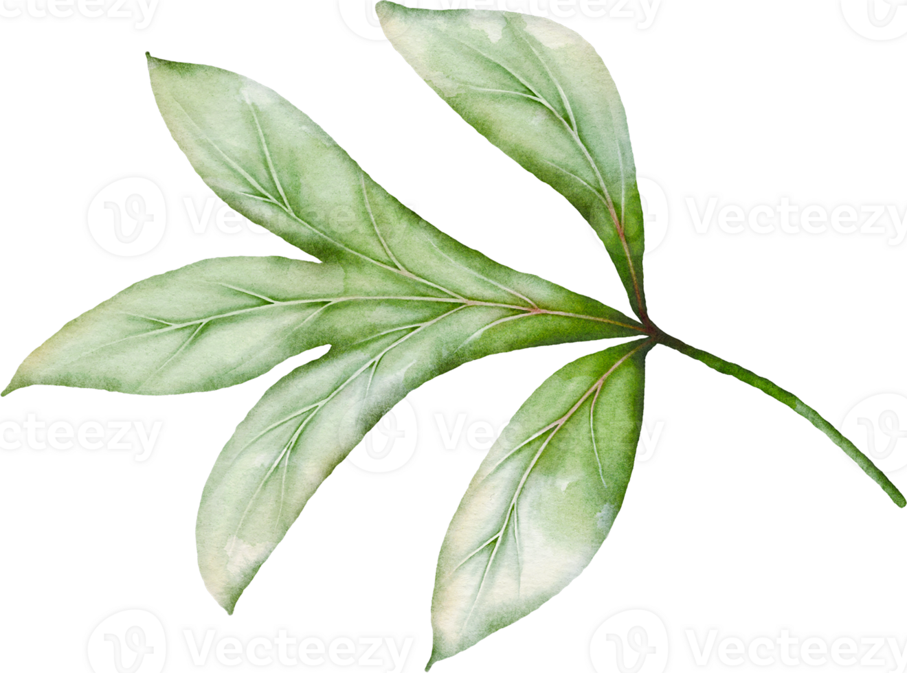 Peony Leaves Element png