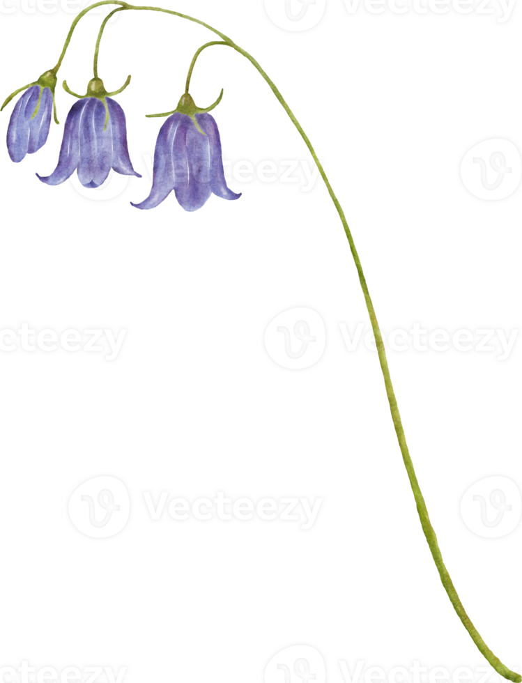 Watercolor bouquets with bluebell flower png