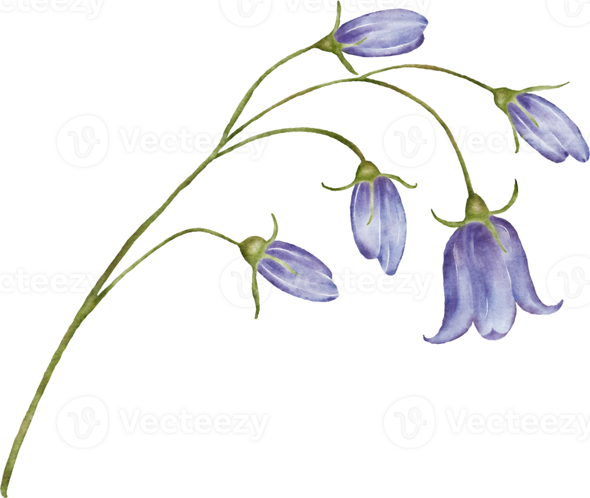 Watercolor bouquets with bluebell flower png