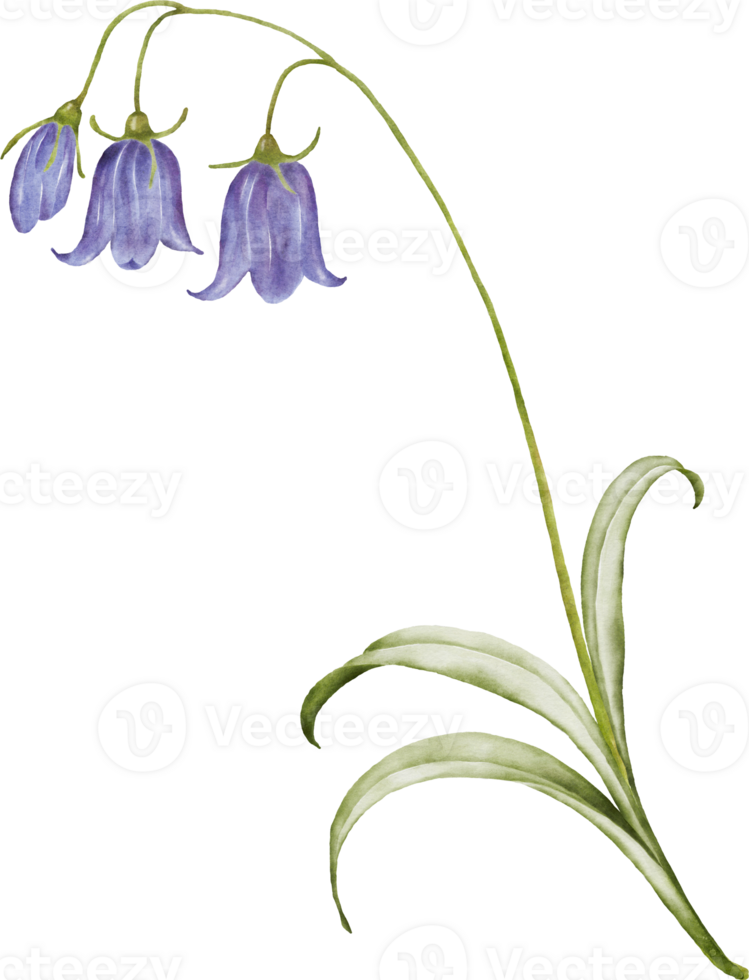 Watercolor bouquets with bluebell flower png