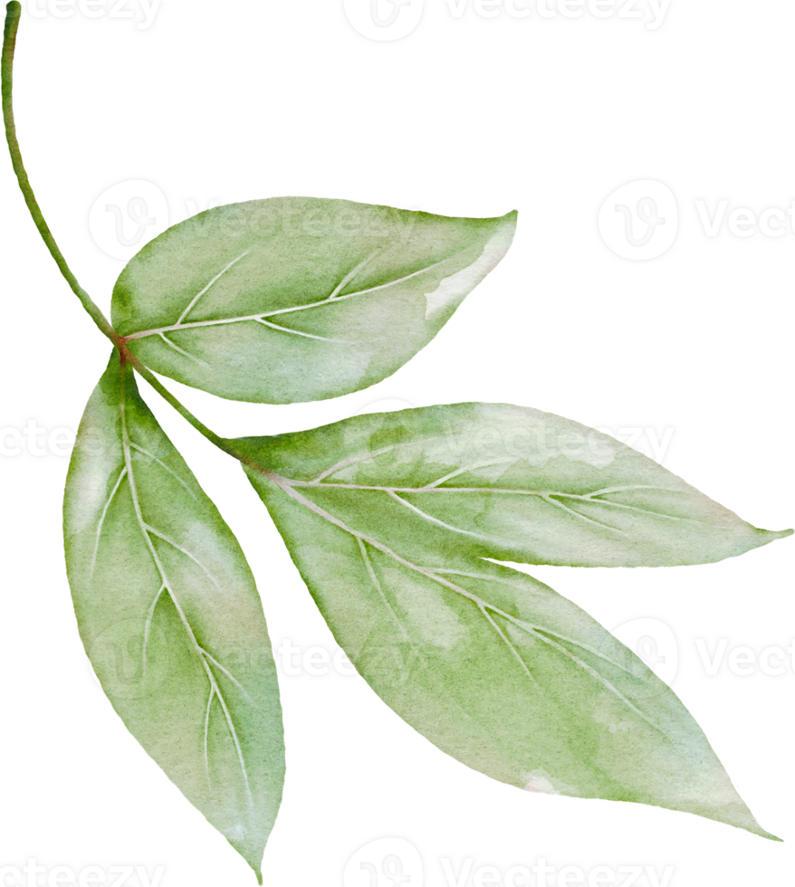 Peony Leaves Element png