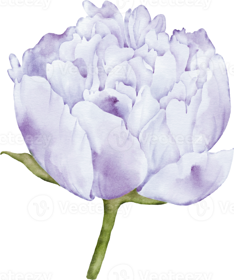 Peony Flower Element png