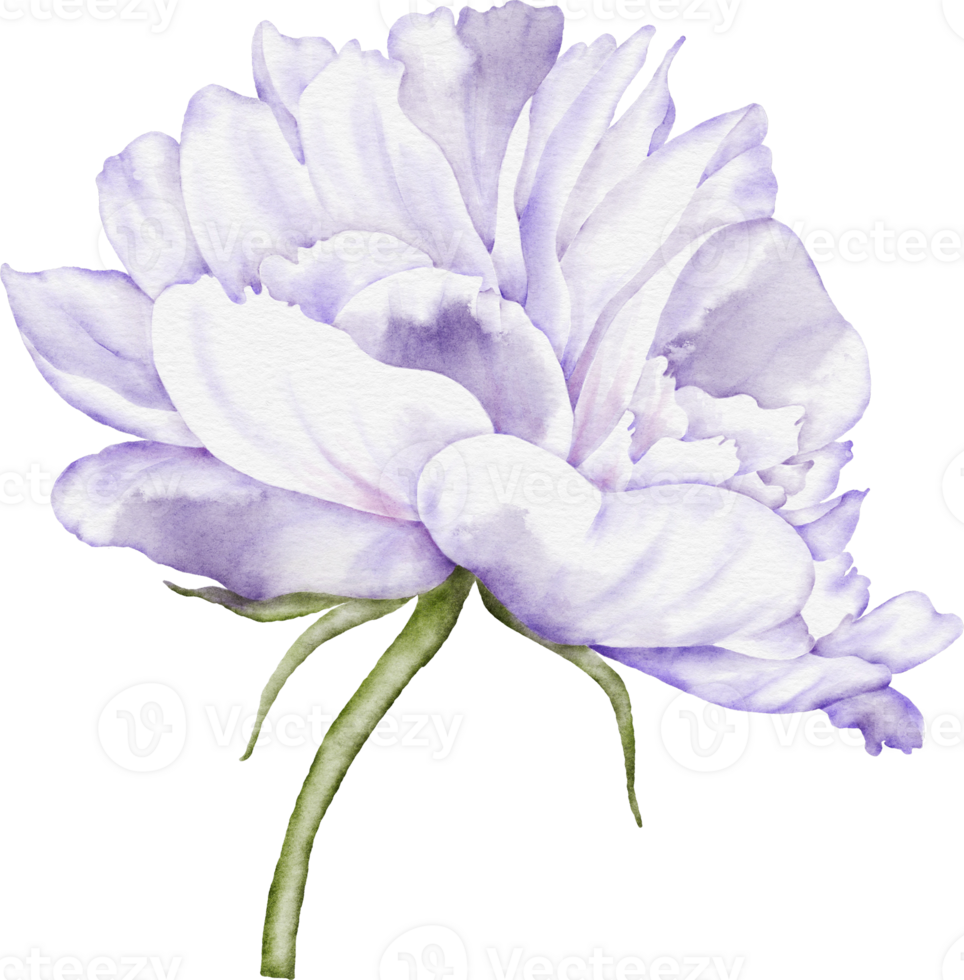 Peony Flower Element png