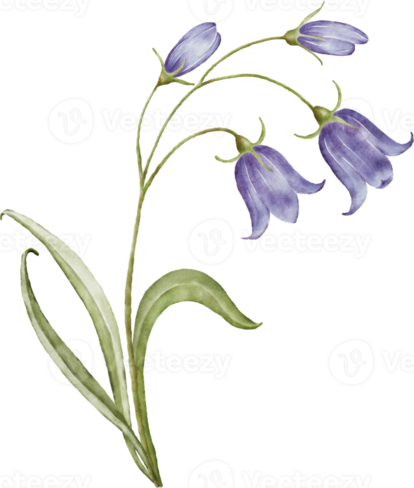 Watercolor bouquets with bluebell flower png