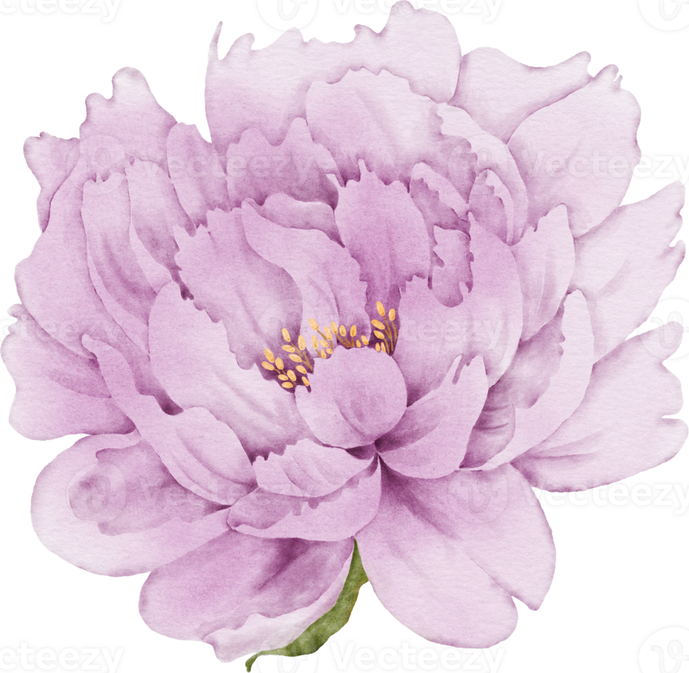 Peony Flower Element png