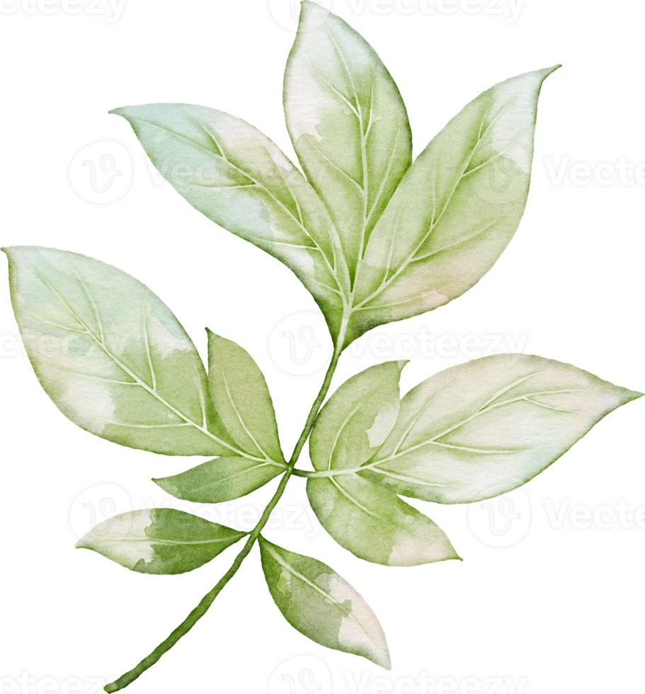 Peony Leaves Element png