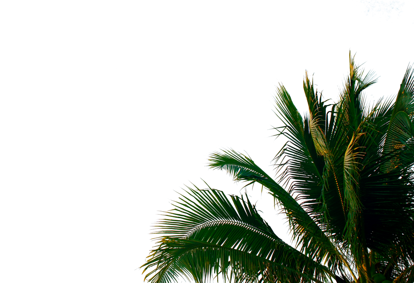 Beautiful 3D Trees Isolated, Use for visualization in architectural design or garden decorate png