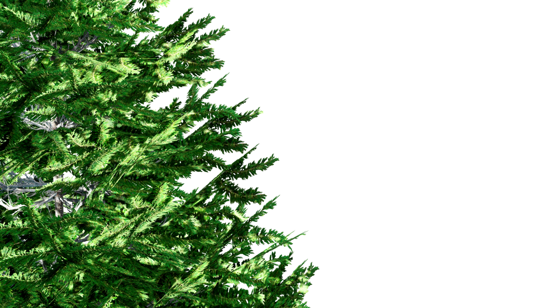 3d christmas tree branches isolated png