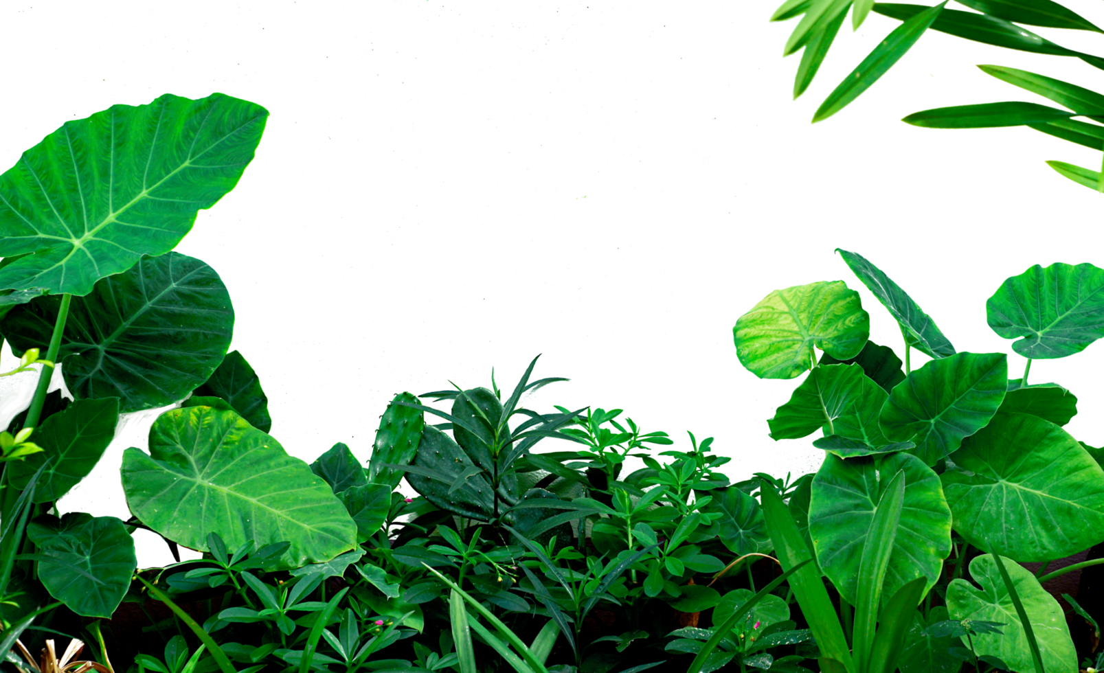 Beautiful 3D Trees Isolated, Use for visualization in architectural design or garden decorate png