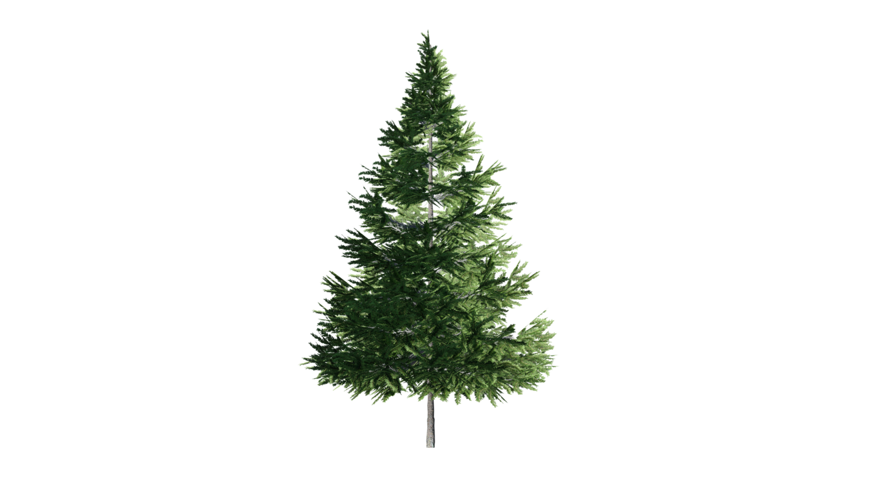 Beautiful 3D Trees Isolated, Use for visualization in architectural design or garden decorate png