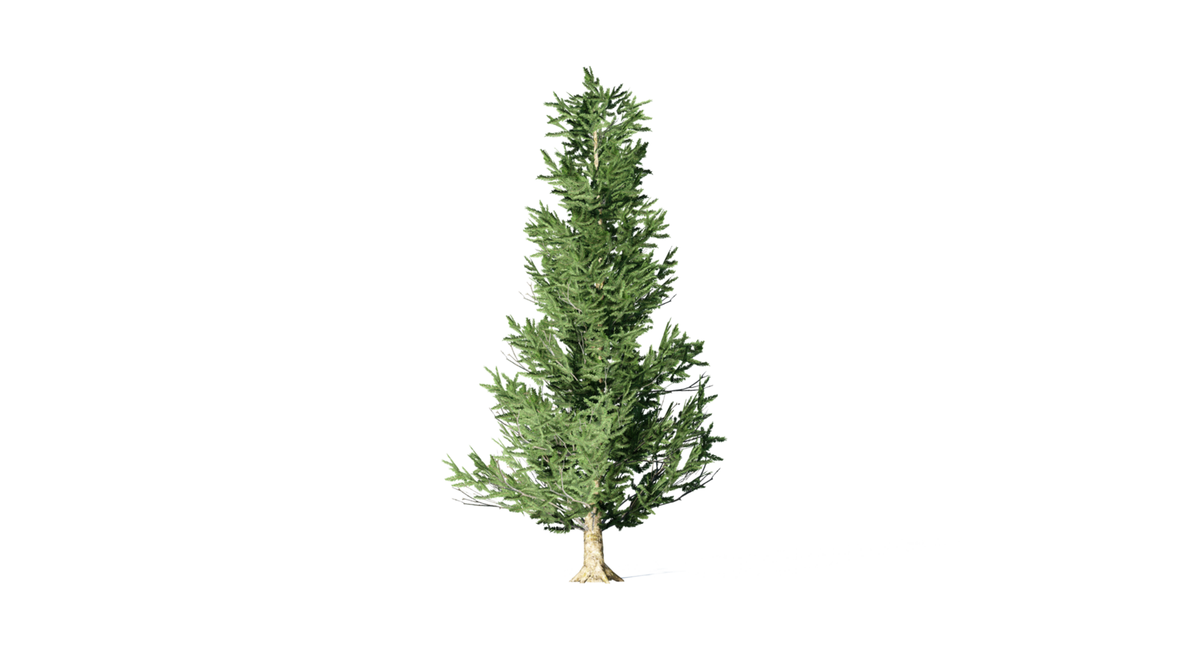 Beautiful 3D Trees Isolated, Use for visualization in architectural design or garden decorate png