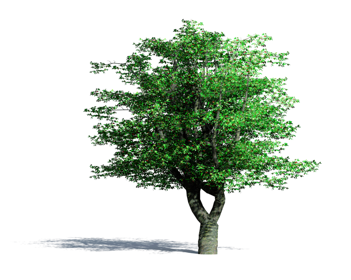 Beautiful 3D Trees Isolated , Use for visualization in architectural design or garden decorate png