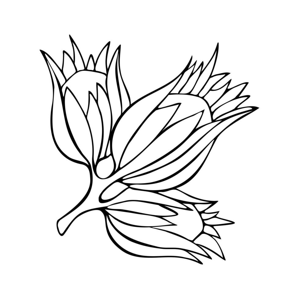 Hazel hazelnut hand drawn contour drawing linear doodling, isolated, on a white background. vector