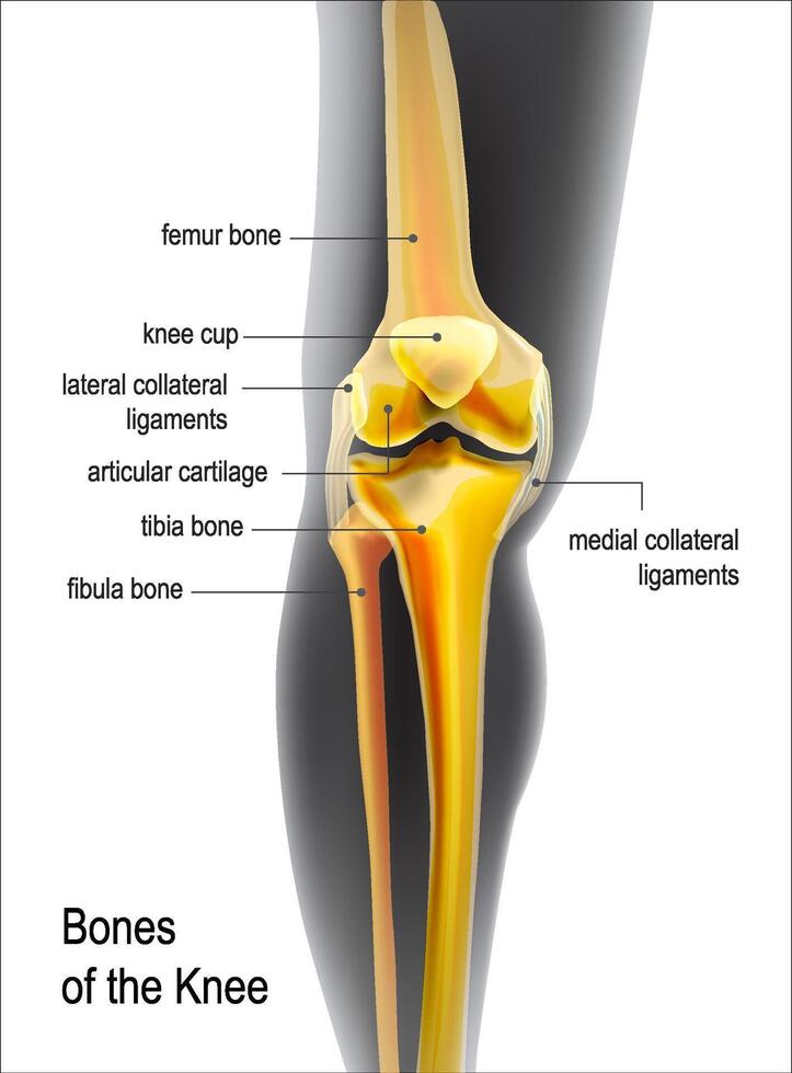 Light yellow realistic bones the of knee vector