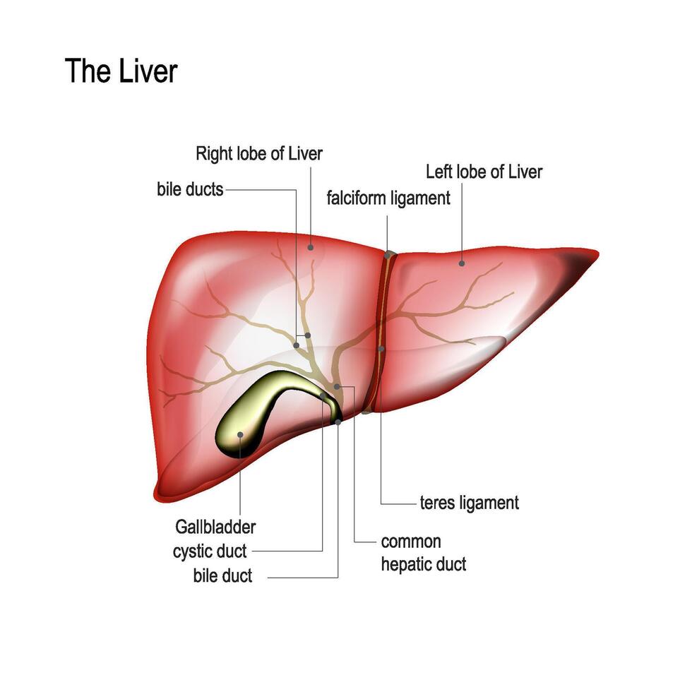 Realistic liver and gallbladder with annotations vector