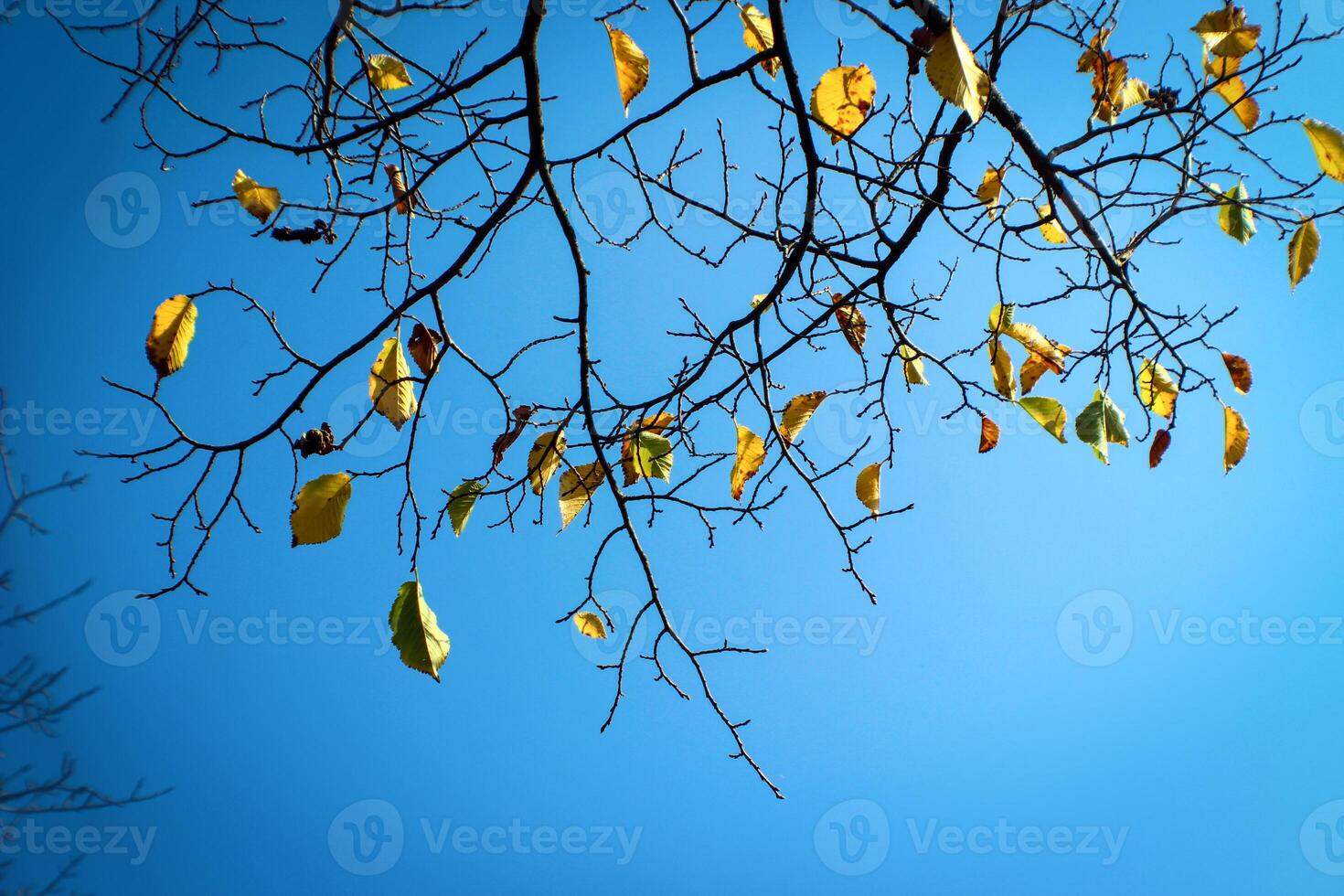 branch with the remains of yellowed autumn leaves photo