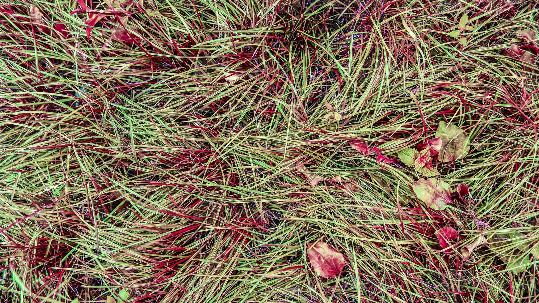 autumn texture grass photo