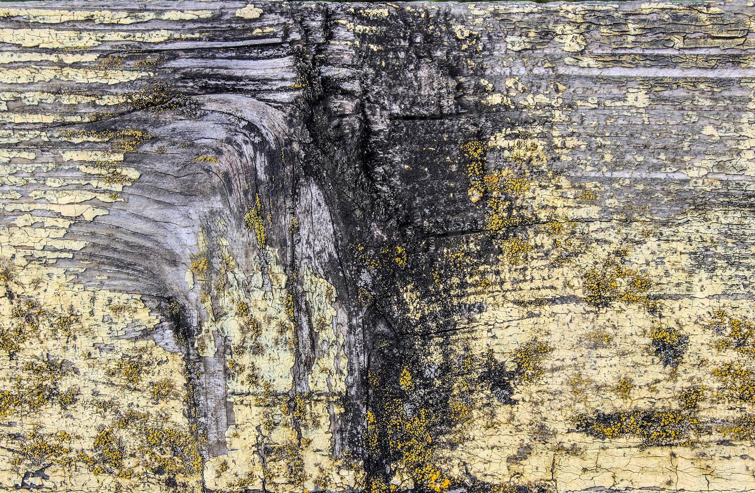 the texture tree with remnants of yellow paint with photo