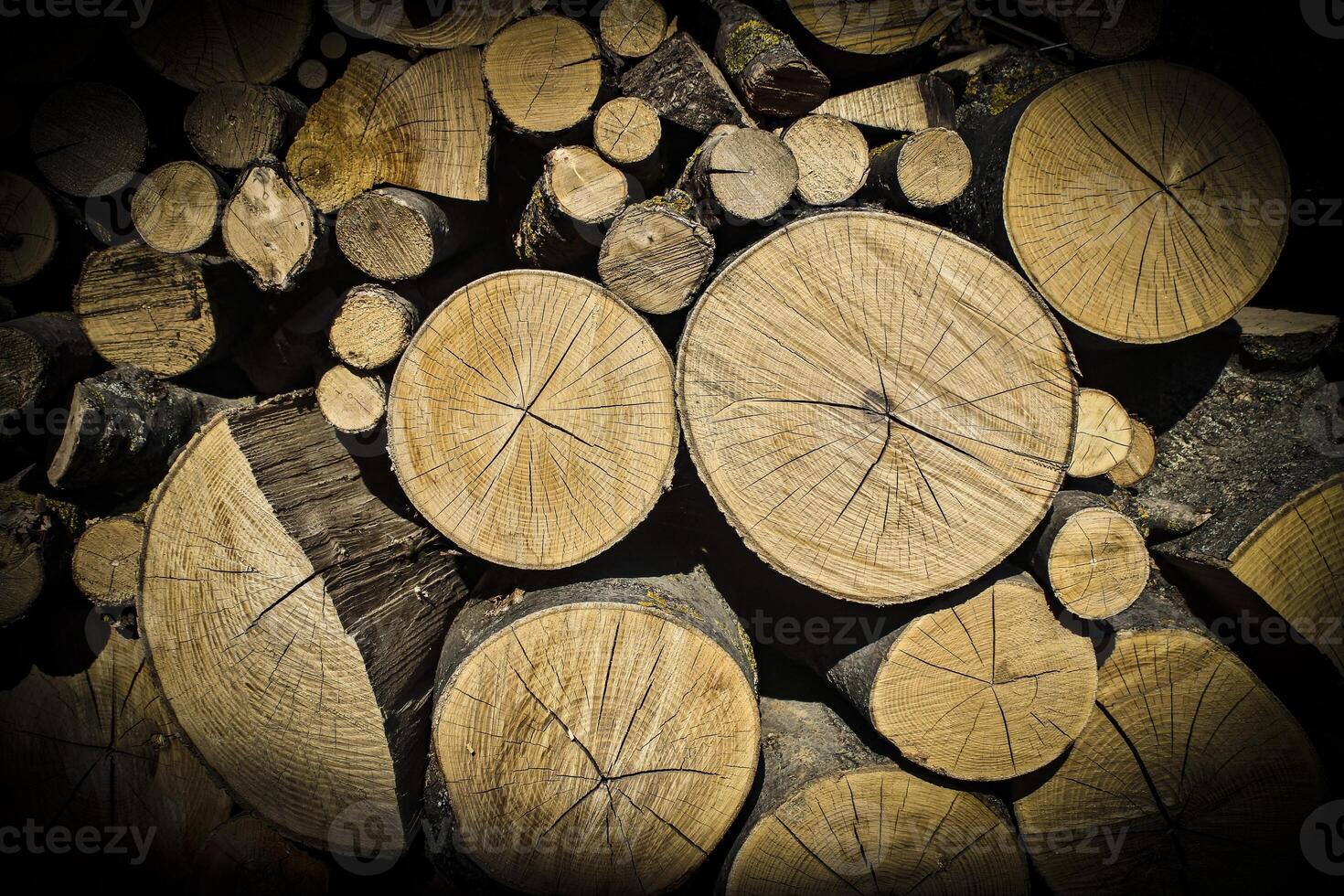 the texture of wooden slices photo