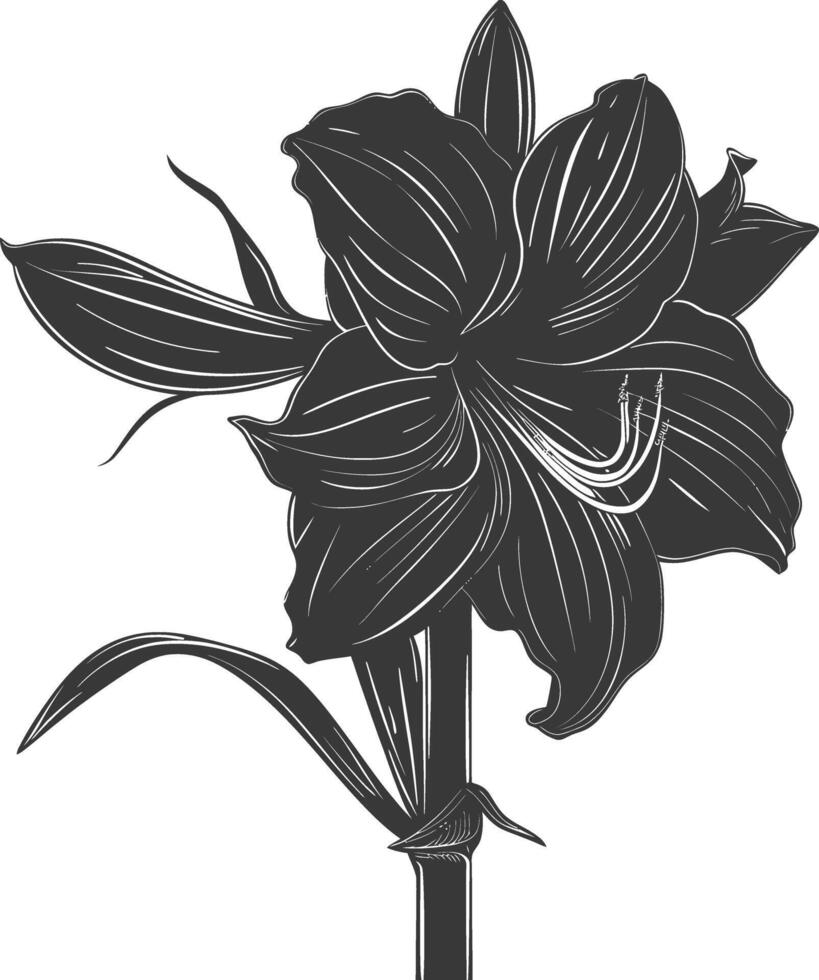 AI generated Silhouette amaryllis flower black color only vector