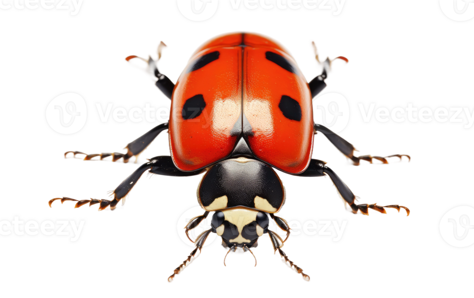 AI generated Lady bug On Transparent Background. png