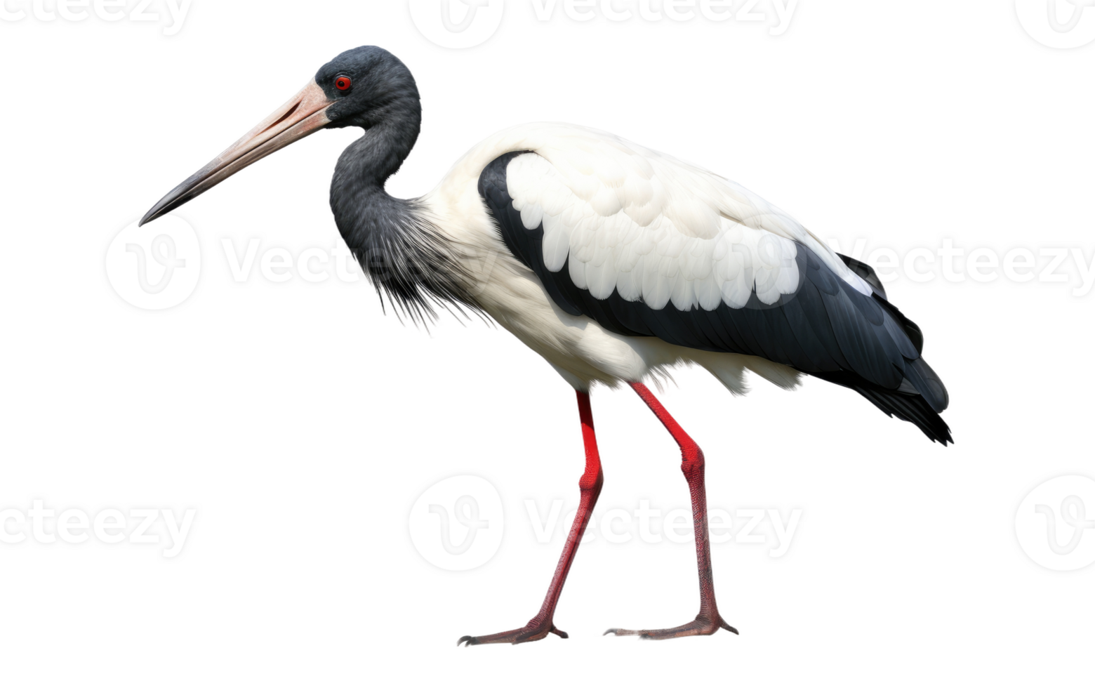 AI generated Jabiru Stork On Transparent Background. png