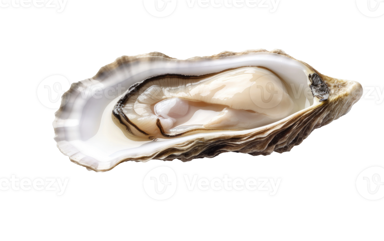 AI generated Oyster Elegance On Transparent Background. png