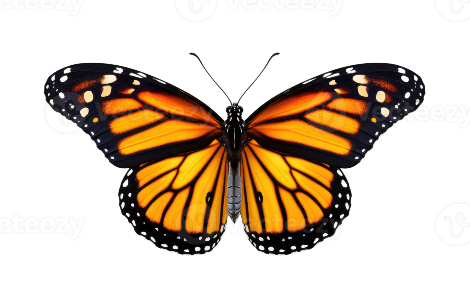 AI generated Monarch Beauty On Transparent Background. png